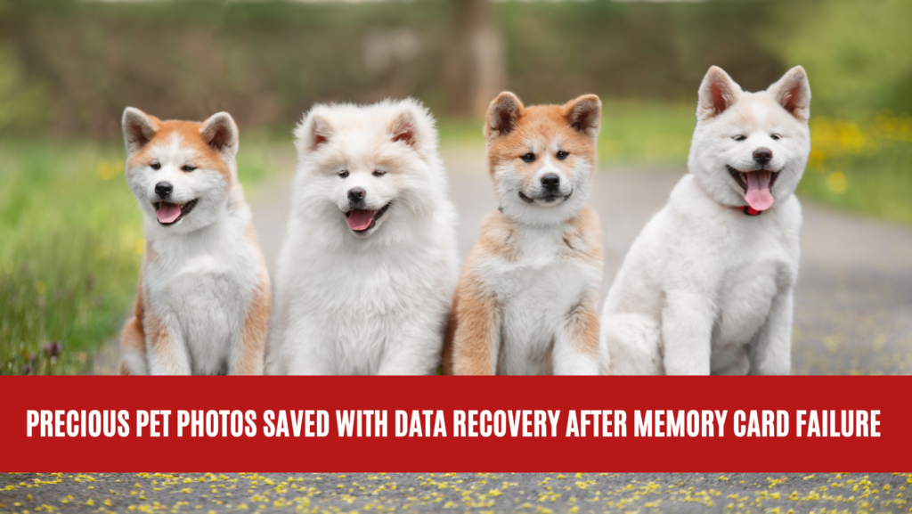 Precious Pet Photos Saved with Data Recovery After Memory Card Failure